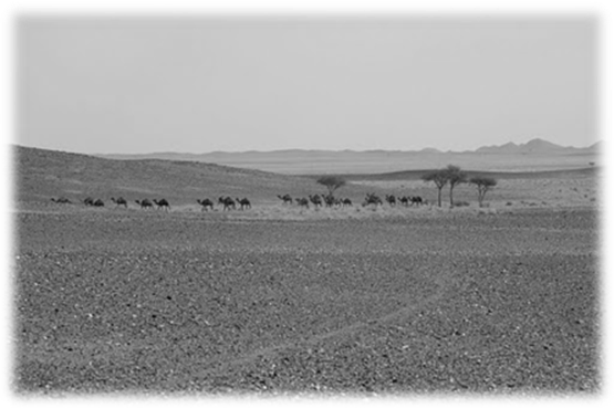 http://lh5.ggpht.com/-Nv5YrbNetnU/TtTAmga2cbI/AAAAAAAAAog/3CUqKfzgNRI/Camels.JPG
