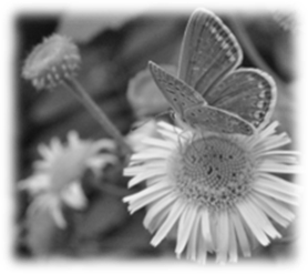 http://www.sugraphic.com/images/fotolar/2011/09/13/46_1315922728..jpeg