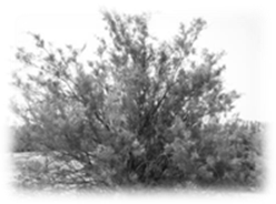 http://www.hodaalquran.com/thump/plants/athel1.jpg