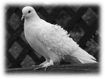 http://4.bp.blogspot.com/-KdpT3eRNfrs/Tco3IQQSPwI/AAAAAAAAInY/_JLbqOdBKsU/s1600/15+Beautiful+White+Dove+High+Quality+Wallpapers+%25281%2529.JPG